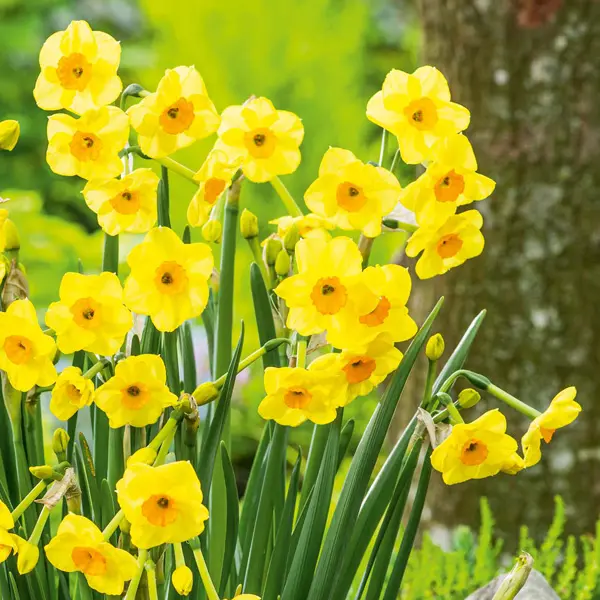 Jonquil Golden Dawn