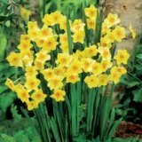 Jonquil Golden Dawn Jonquil Golden Dawn