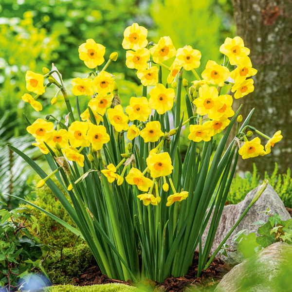 Jonquil Golden Dawn Jonquil Golden Dawn