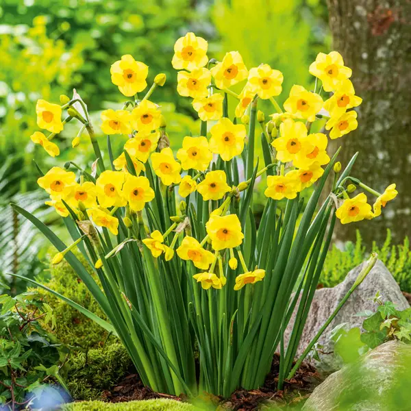 Jonquil Golden Dawn