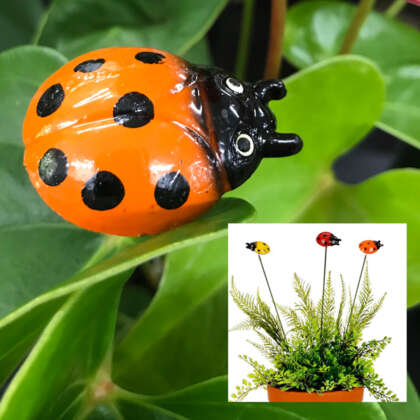 Ladybird On Stick Orange - Garden Express Australia
