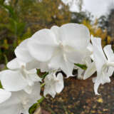 Orchid Phalaenopsis- Mini Double Stem White