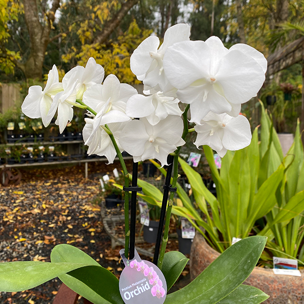 Orchid Phalaenopsis- Mini Double Stem White