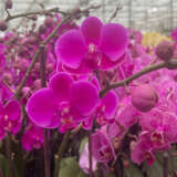 Orchid Phalaenopsis Single Stem Magenta P85ophssm - Garden Express Australia