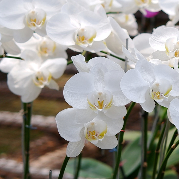 Orchid Phalaenopsis Single Stem- White