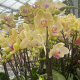 Orchid Phalaenopsis Single Stem Yellow P85ophssy - Garden Express Australia