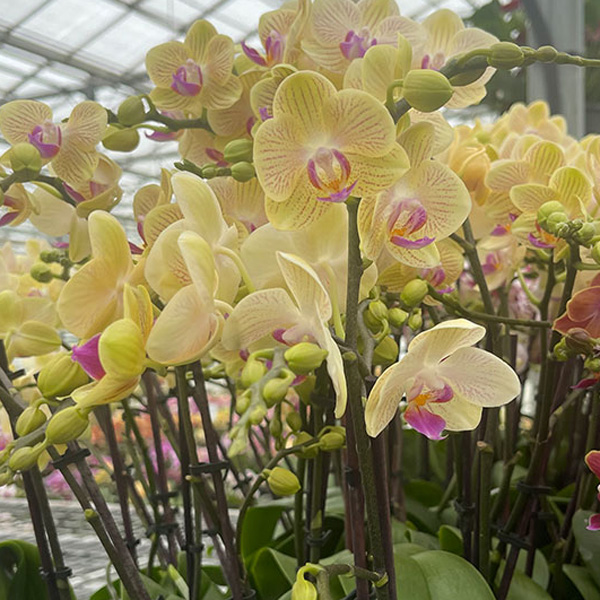 Orchid Phalaenopsis- Single Stem Yellow