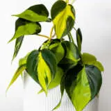 Philodendron Brasil P17phibra - Garden Express Australia