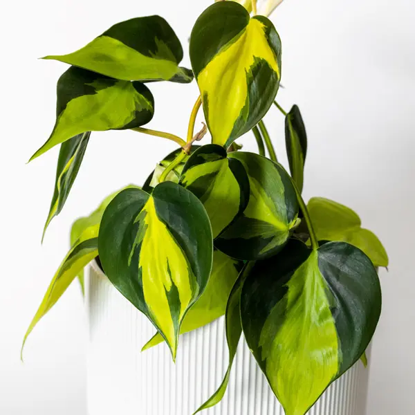 Philodendron Brasil
