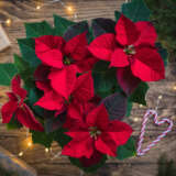 Poinsettia Red