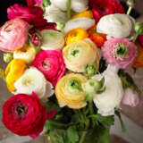 Ranunculus F1 Mixed Pkranfmx - Garden Express Australia