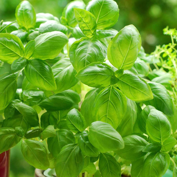 Seed RHS Basil Aroma 2 Garden Express