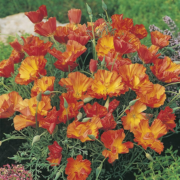 Seed RHS California Poppy Apricot Chiffon Garden Express
