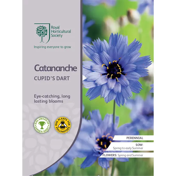 Seed – Rhs Catananche Cupids Dart