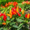 What to Plant in Summer Seed Rhs Chilli Prairie Fire Seerhscpf - Garden Express Australia