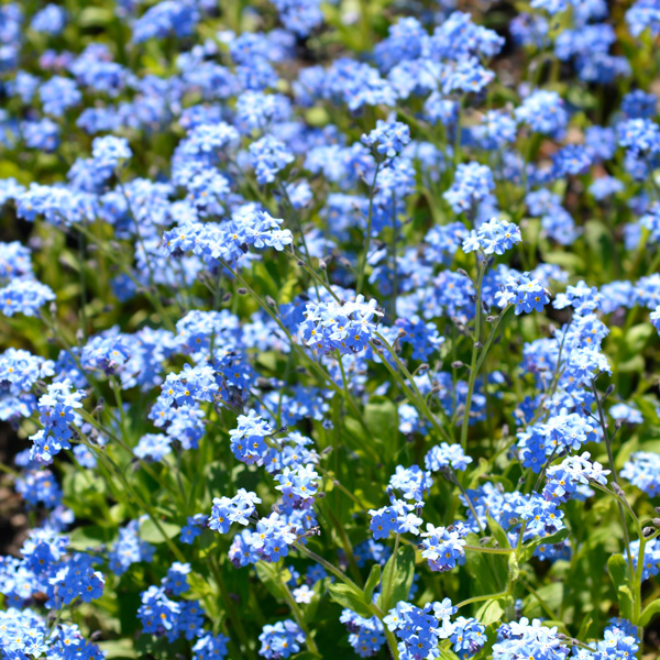 Seed - RHS Forget-Me-Not Ultramarine - Garden Express