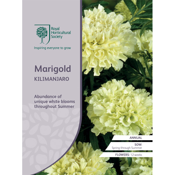 Seed – Rhs Marigold Kilimanjaro