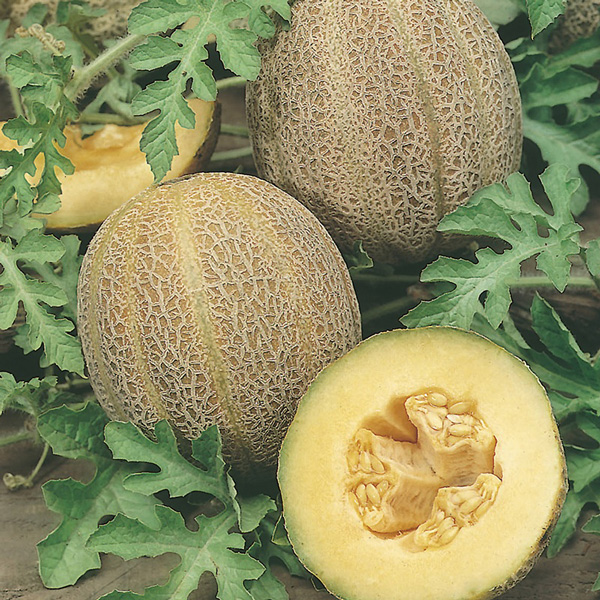 Seed RHS Melon Emir F1 Garden Express