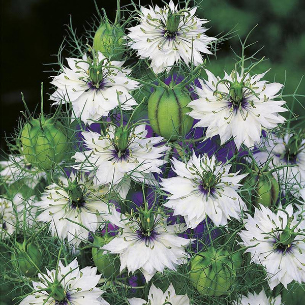 Breathtaking Nigella Miss Jekyll Wallpaper Nature Breathtaking Nigella Miss Jekyll Wallpaper Nature