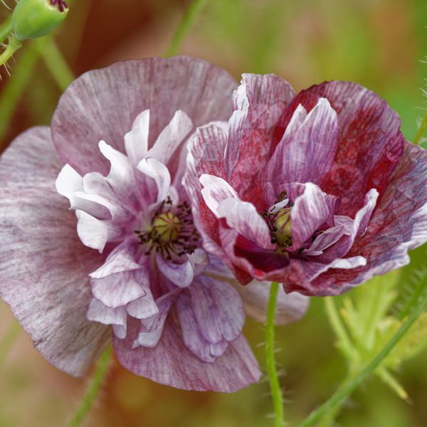 Seed RHS Poppy Pandora Garden Express