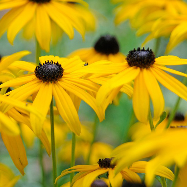 Seed RHS Rudbeckia Goldsturm Garden Express