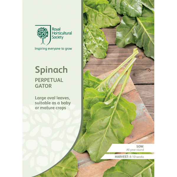 Seed – Rhs Spinach Perpetual Gator