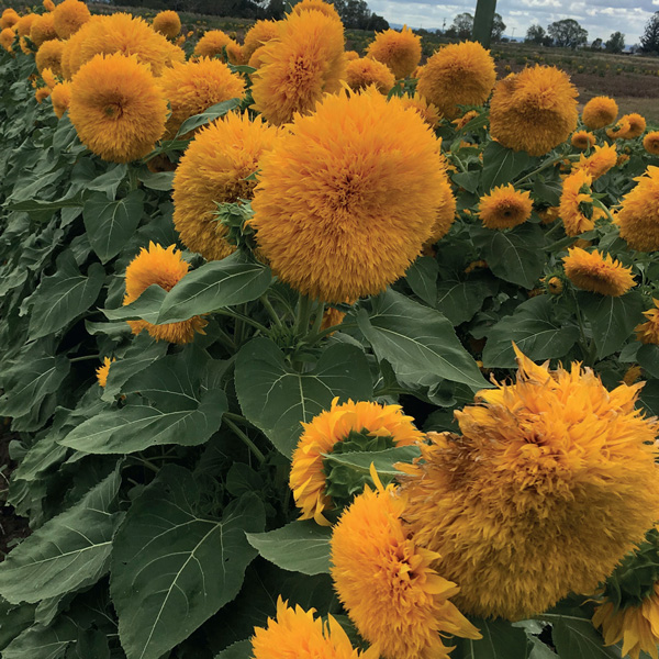 Seed RHS Sunflower Double Dazzler Garden Express