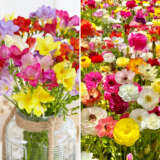Spring Favourites Combo Colsprfc1 2026 - Garden Express Australia