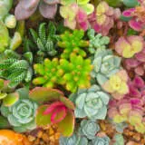 Succulent Lucky Dip - Garden Express Australia
