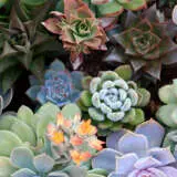 Succulent Lucky Dip 2 - Garden Express Australia