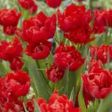 Tulip Abba 22 Pktulabb - Garden Express Australia