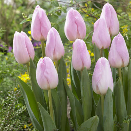 Tulip Barcelona Beauty Pktulbbe - Garden Express Australia