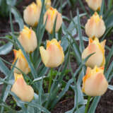Tulip Batalinii Bright Gem