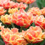 Tulip Brisbane Pktulbri 2026 - Garden Express Australia