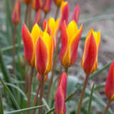 Tulip Clusiana Chrysantha Pktulcch - Garden Express Australia