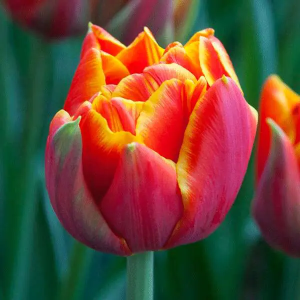 Tulip Crossfire