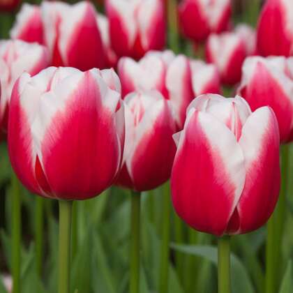 Tulip Dutch Design - Garden Express