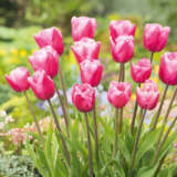 Tulip Jumbo Pink 2 Pktuljpi 2026 - Garden Express Australia