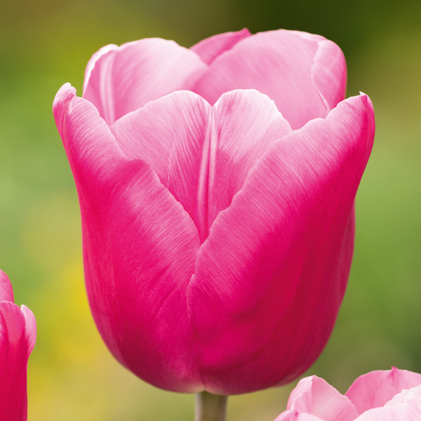 Tulip Jumbo Pink Tulip Jumbo Pink