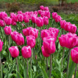 Tulip Jumbo Pink Tulip Jumbo Pink