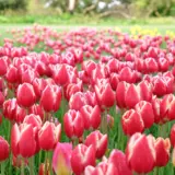 Tulip Leen Van Der Mark Tulip Leen Van Der Mark