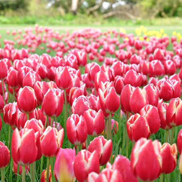 Tulip Leen Van Der Mark Tulip Leen Van Der Mark