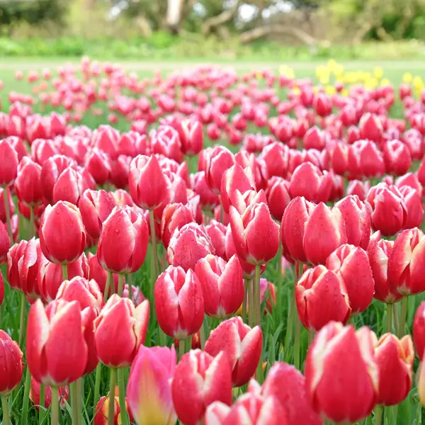 Tulip Leen Van Der Mark