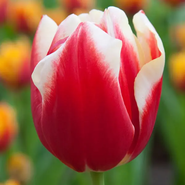 Tulip Leen Van Der Mark