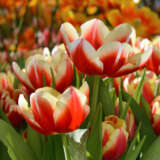 Tulip Leen Van Der Mark Pktullvd 2026 - Garden Express Australia