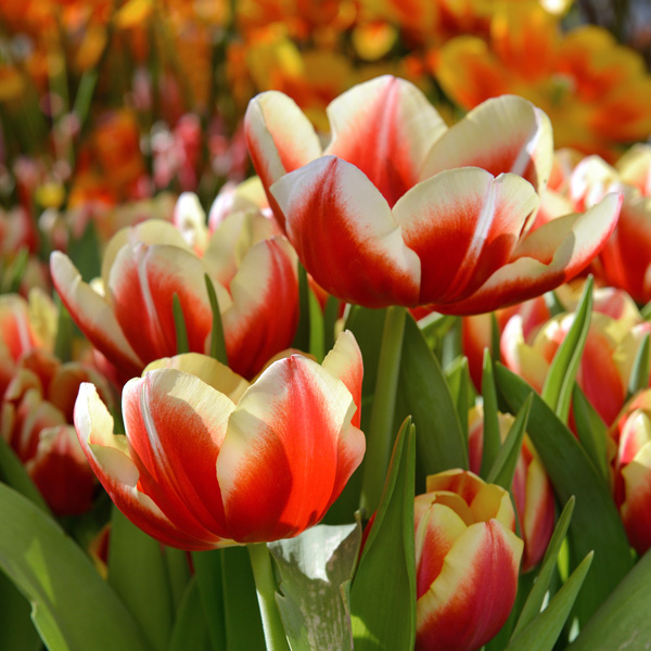 Tulip Leen Van Der Mark Tulip Leen Van Der Mark