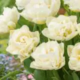 Tulip Northcap Pktulnor 2 1 - Garden Express Australia
