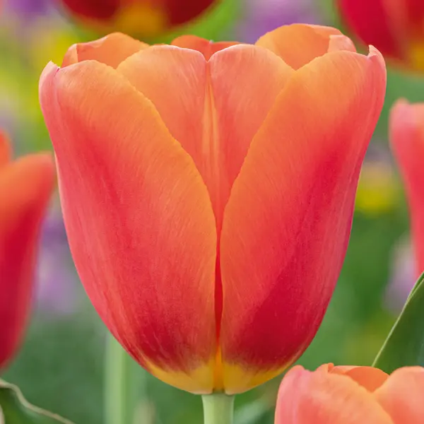 Tulip Orange Juice Tulip Orange Juice