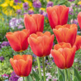 Tulip Orange Juice Pktuloju 2026 - Garden Express Australia