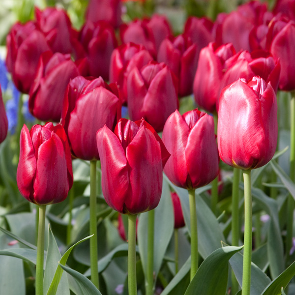 Tulip Pallada Tulip Pallada